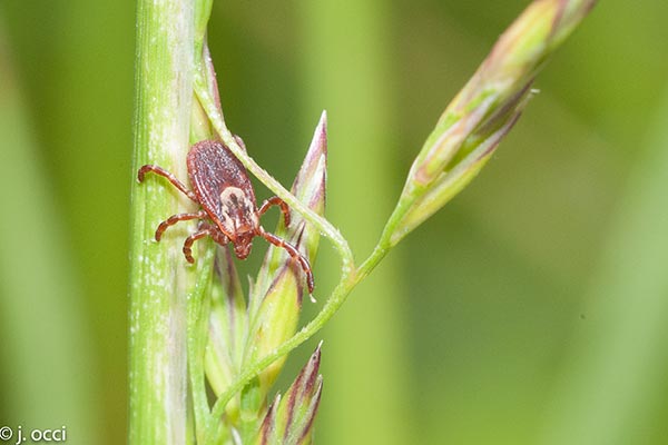 Questing American dog tick, Dermacentor variabilis. Photo by Jim Occi.